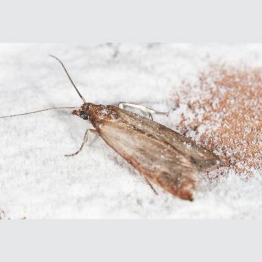 Warehouse Moth – Terminex Pest Control